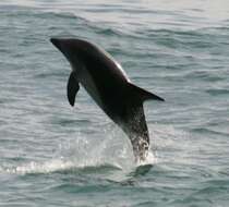 Image of Dusky Dolphin
