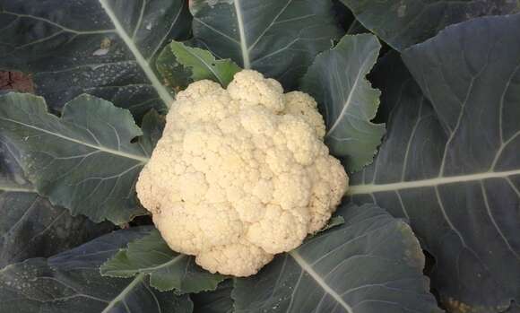 Image of broccoli