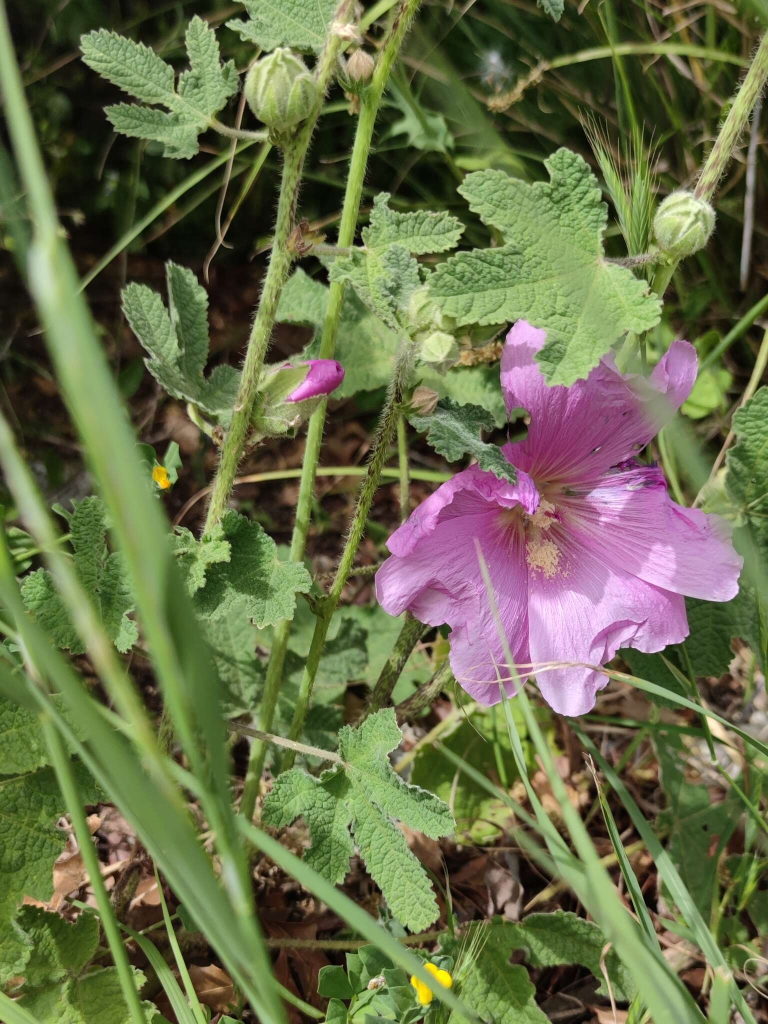 Image of Alcea digitata (Boiss.) Alef.