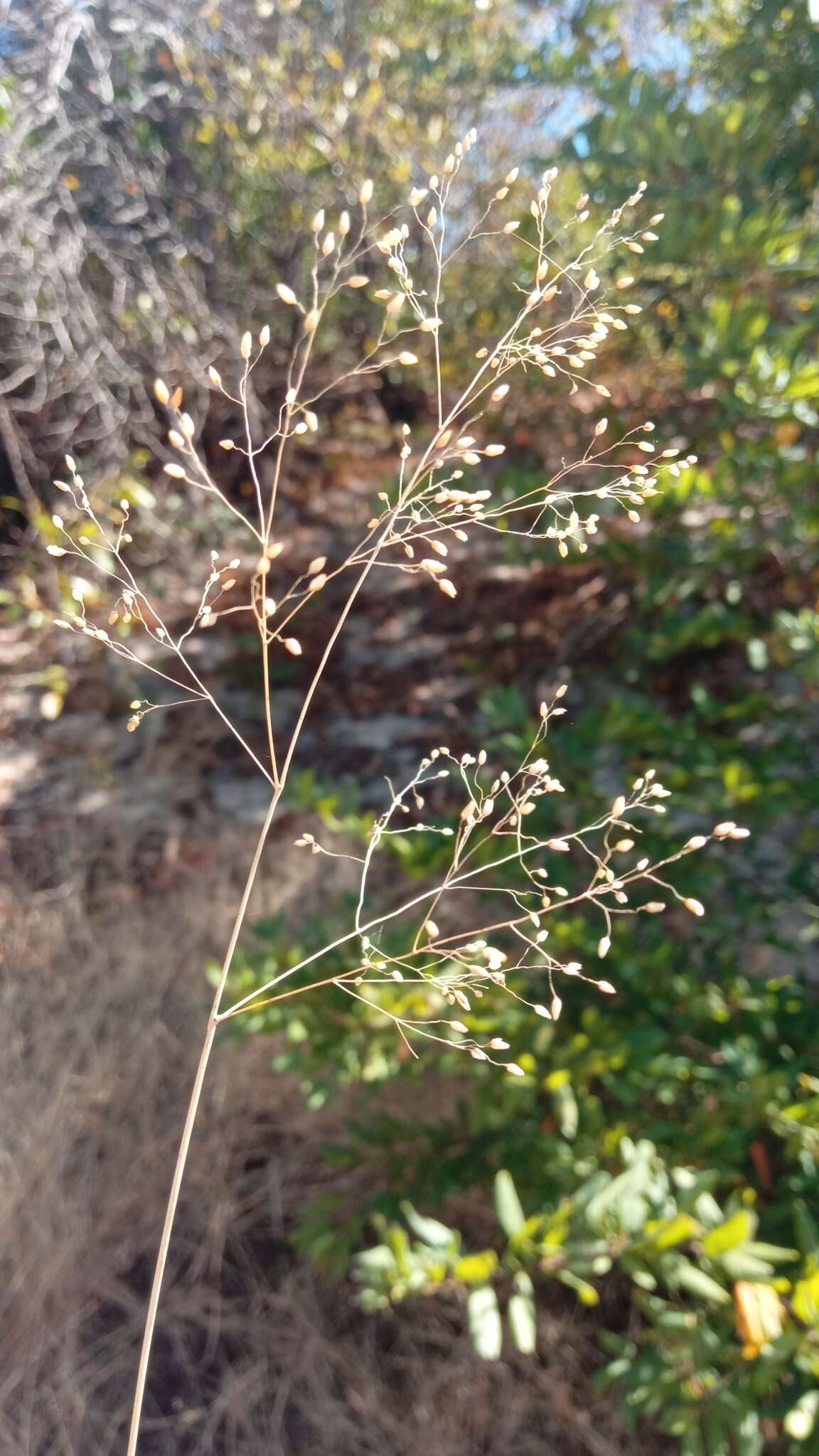 Image of Tricholaena monachne (Trin.) Stapf & C. E. Hubb.