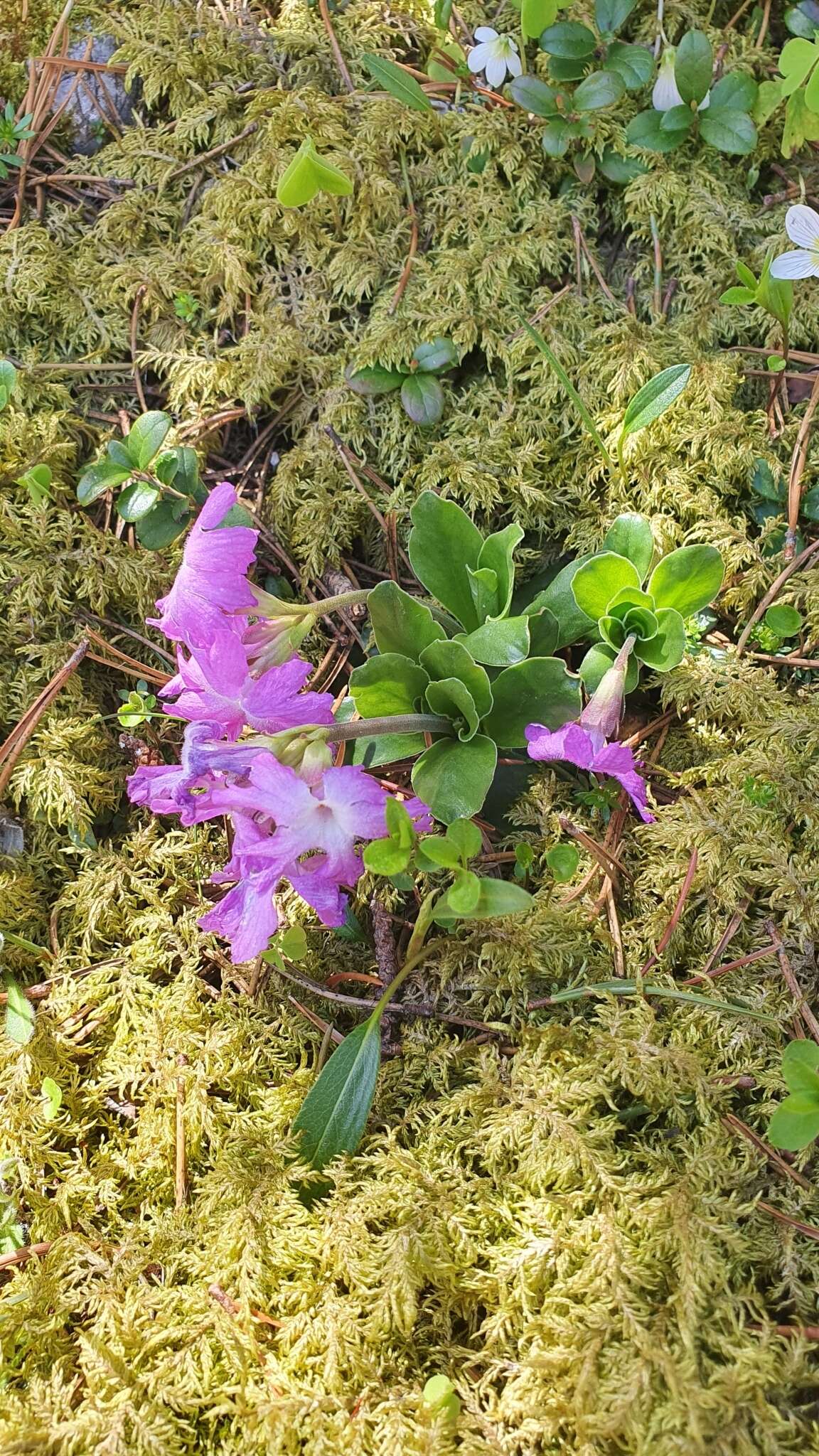 Plancia ëd Primula clusiana Tausch