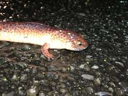 Image of Pseudotriton ruber (Sonnini de Manoncourt & Latreille 1801)