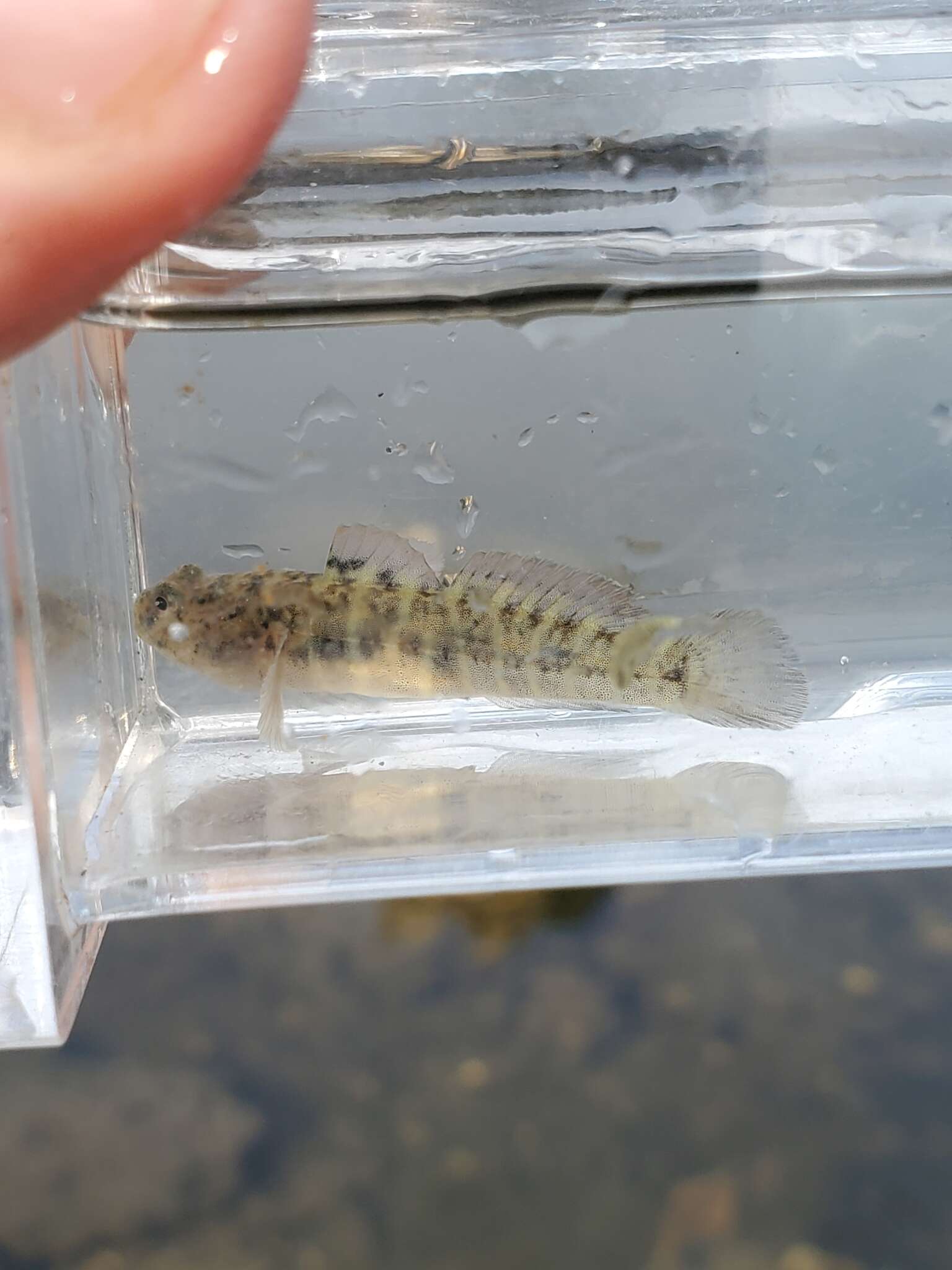 Image of Seaboard goby