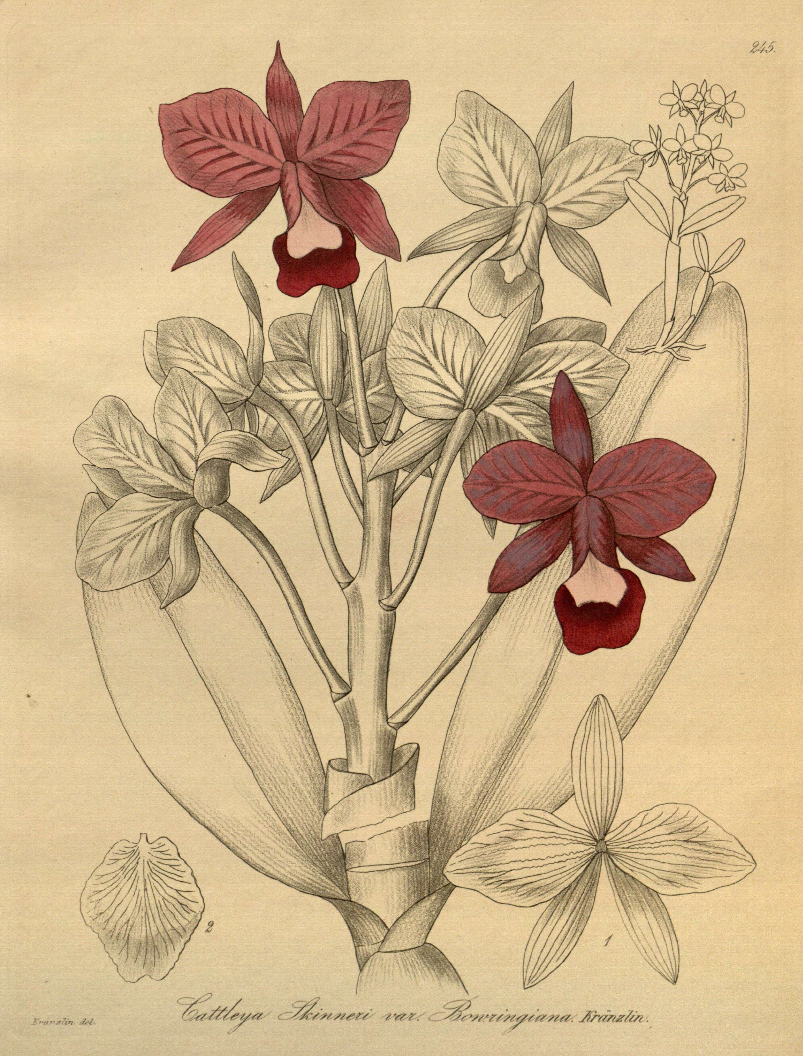 Image of Guarianthe bowringiana (O'Brien) Dressler & W. E. Higgins