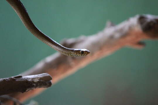 Image of Grass Snake