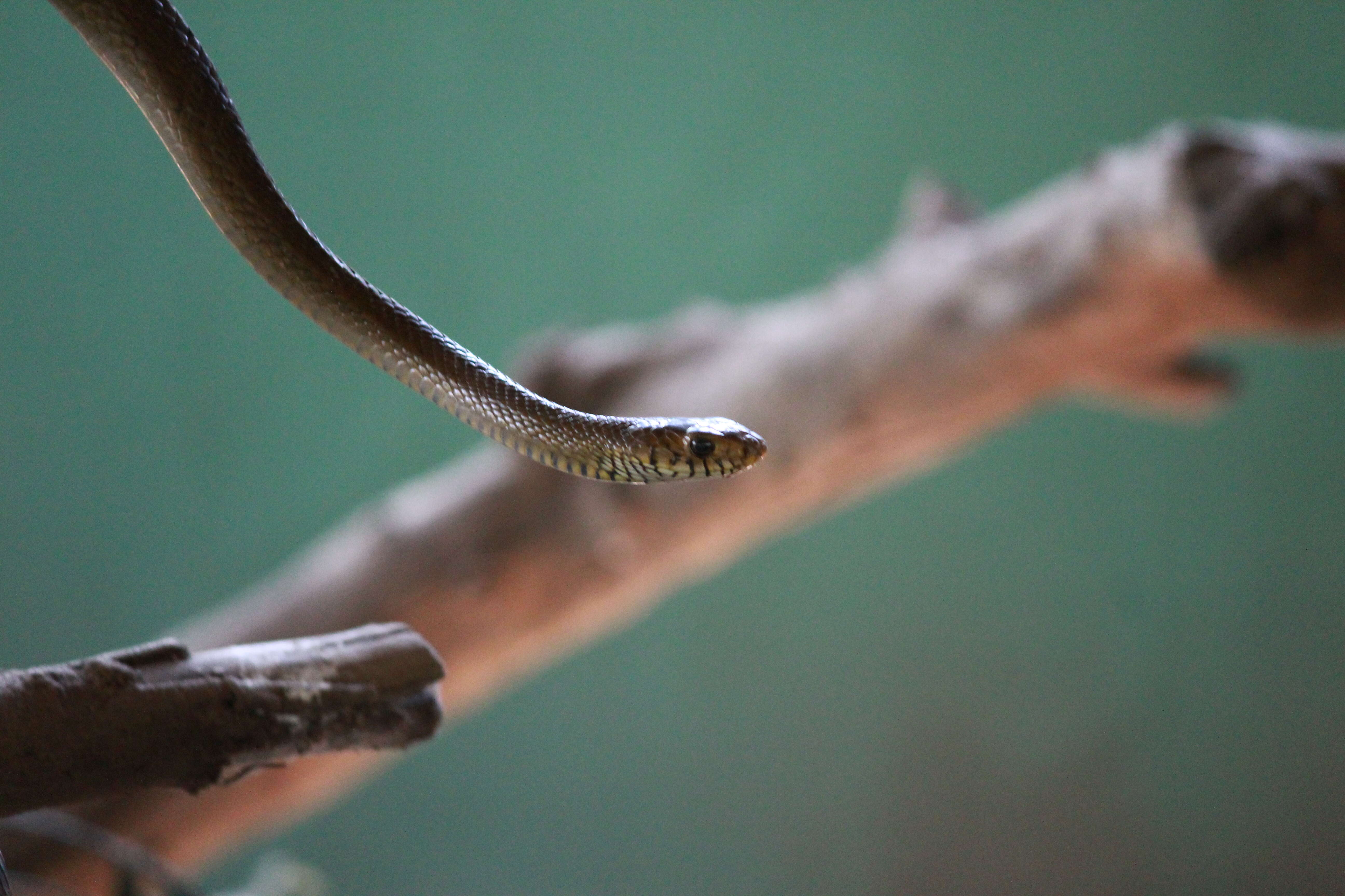 Image of Grass Snake