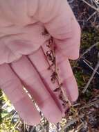 Image of hooded coralroot