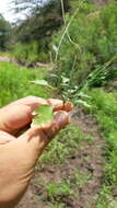 Image of Lobelia cordifolia Hook. & Arn.
