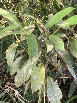 Lasianthus cyanocarpus Jack resmi