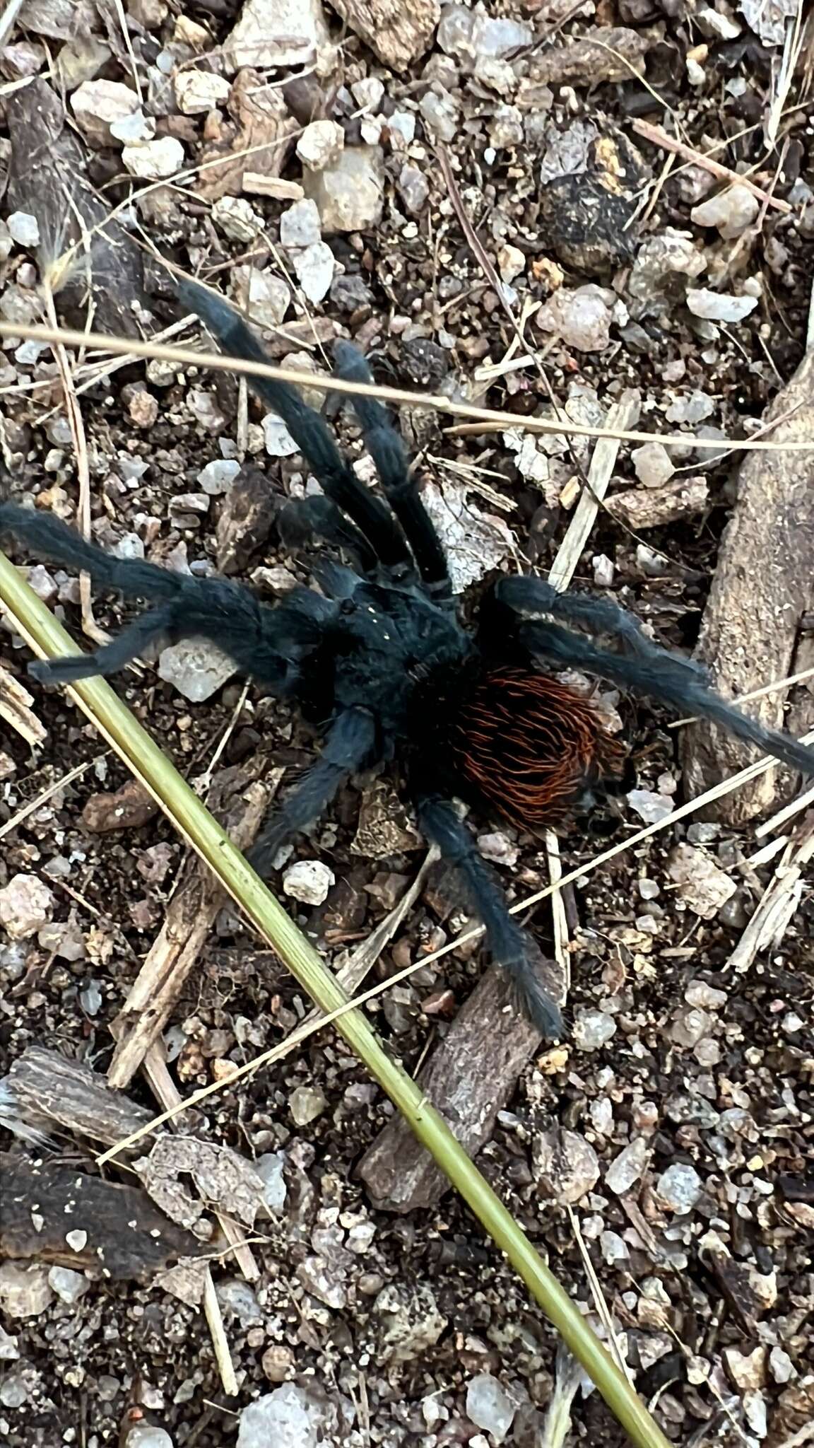 Image of Aphonopelma madera Hamilton, Hendrixson & Bond 2016