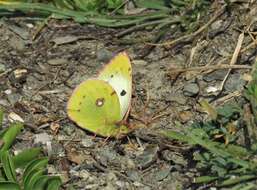 Image of bergers clouded yellow