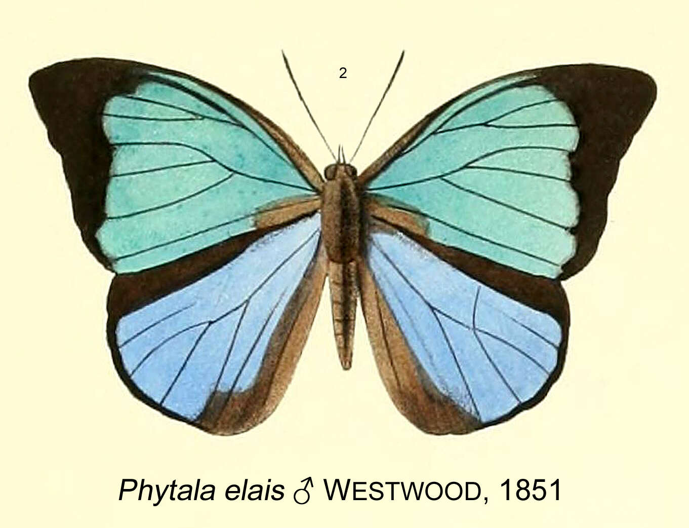 Image of Phytala elais Westwood (1851)