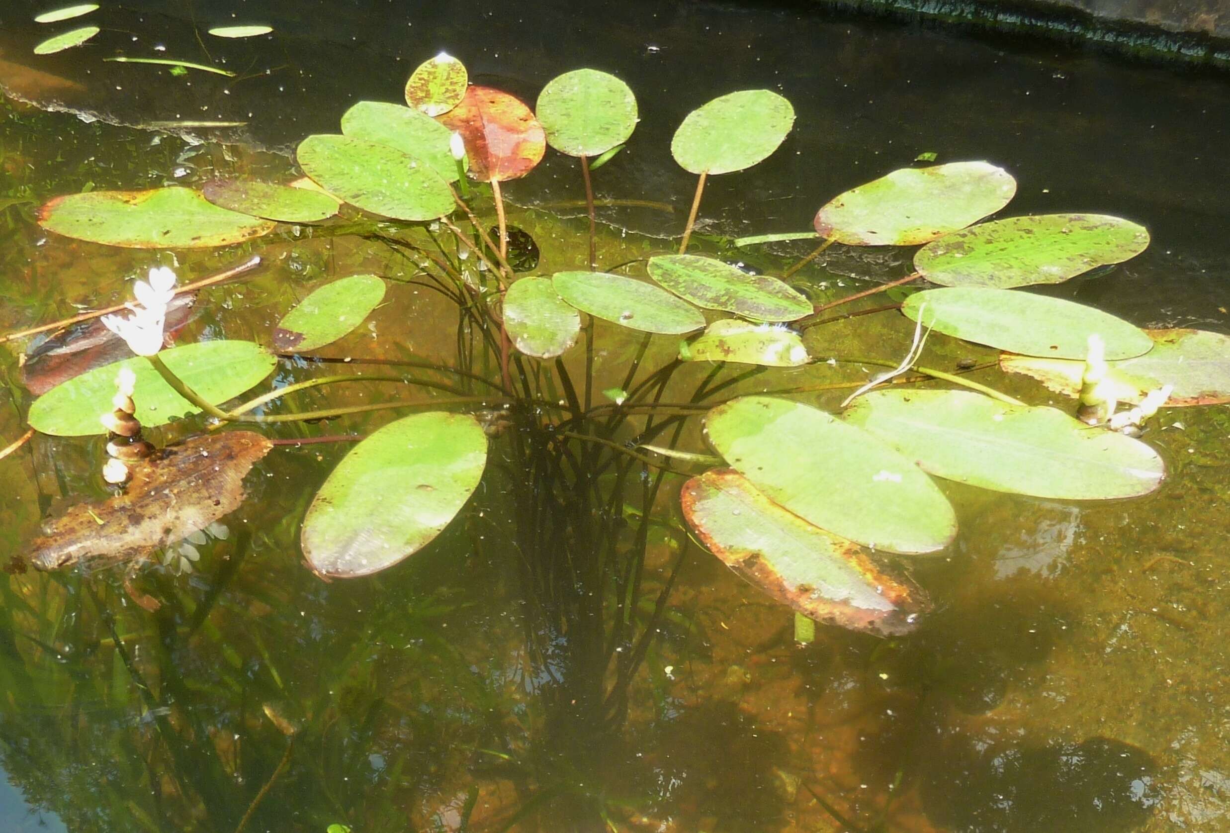 Image of Cape pondweed