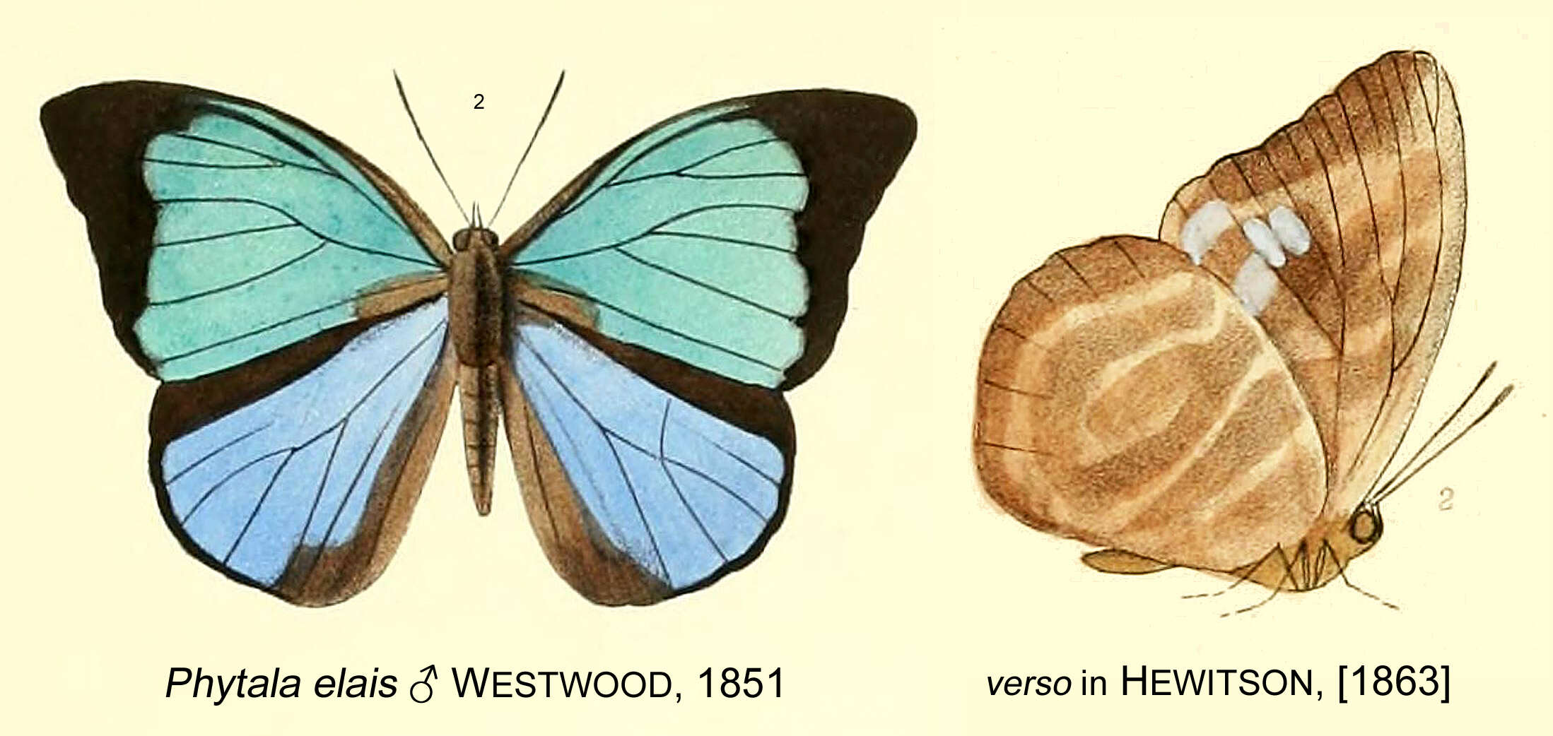 Image of Phytala elais Westwood (1851)