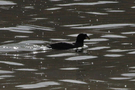 Image of Horned Coot