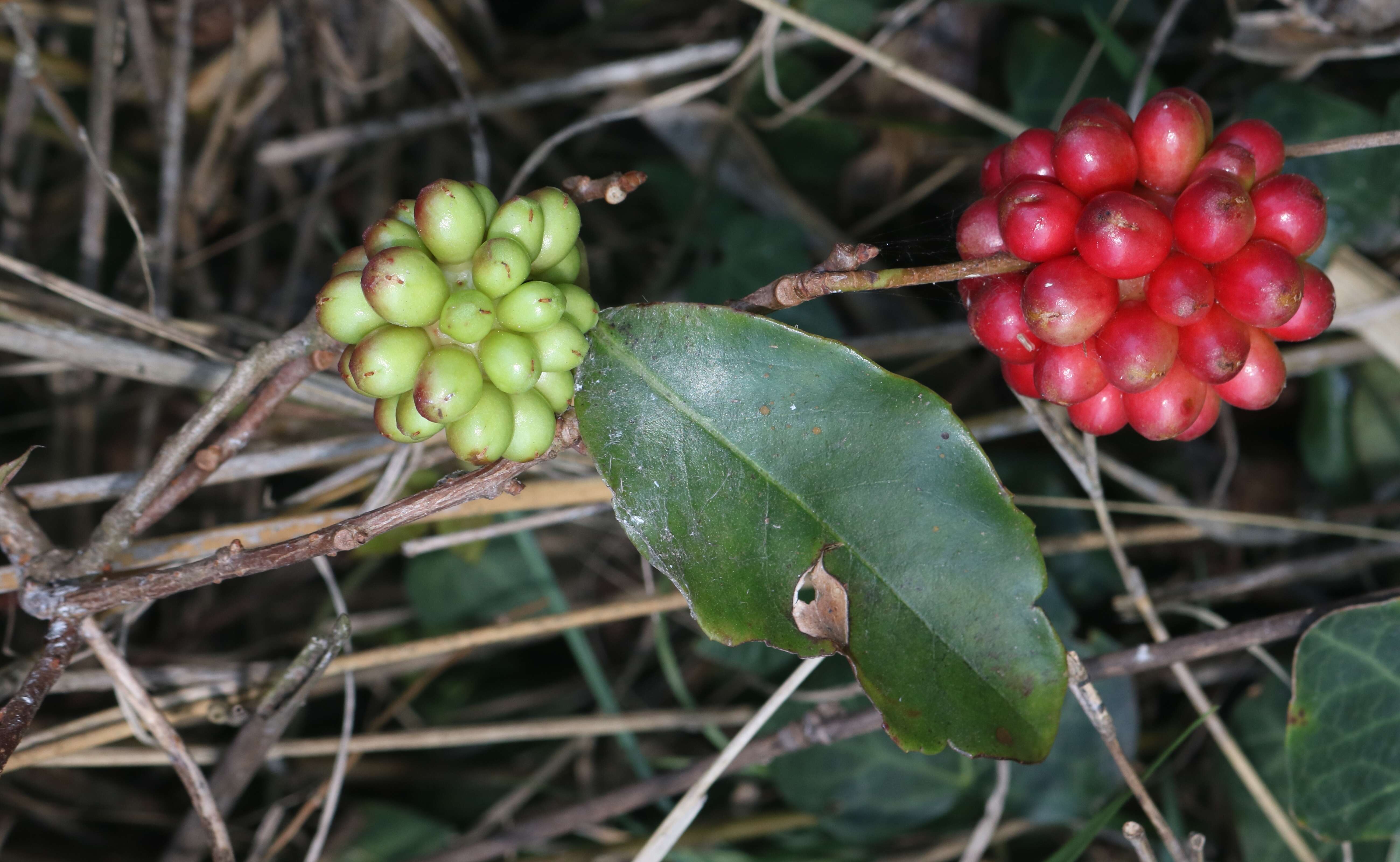 Image de Kadsura japonica (L. fil.) Dun.