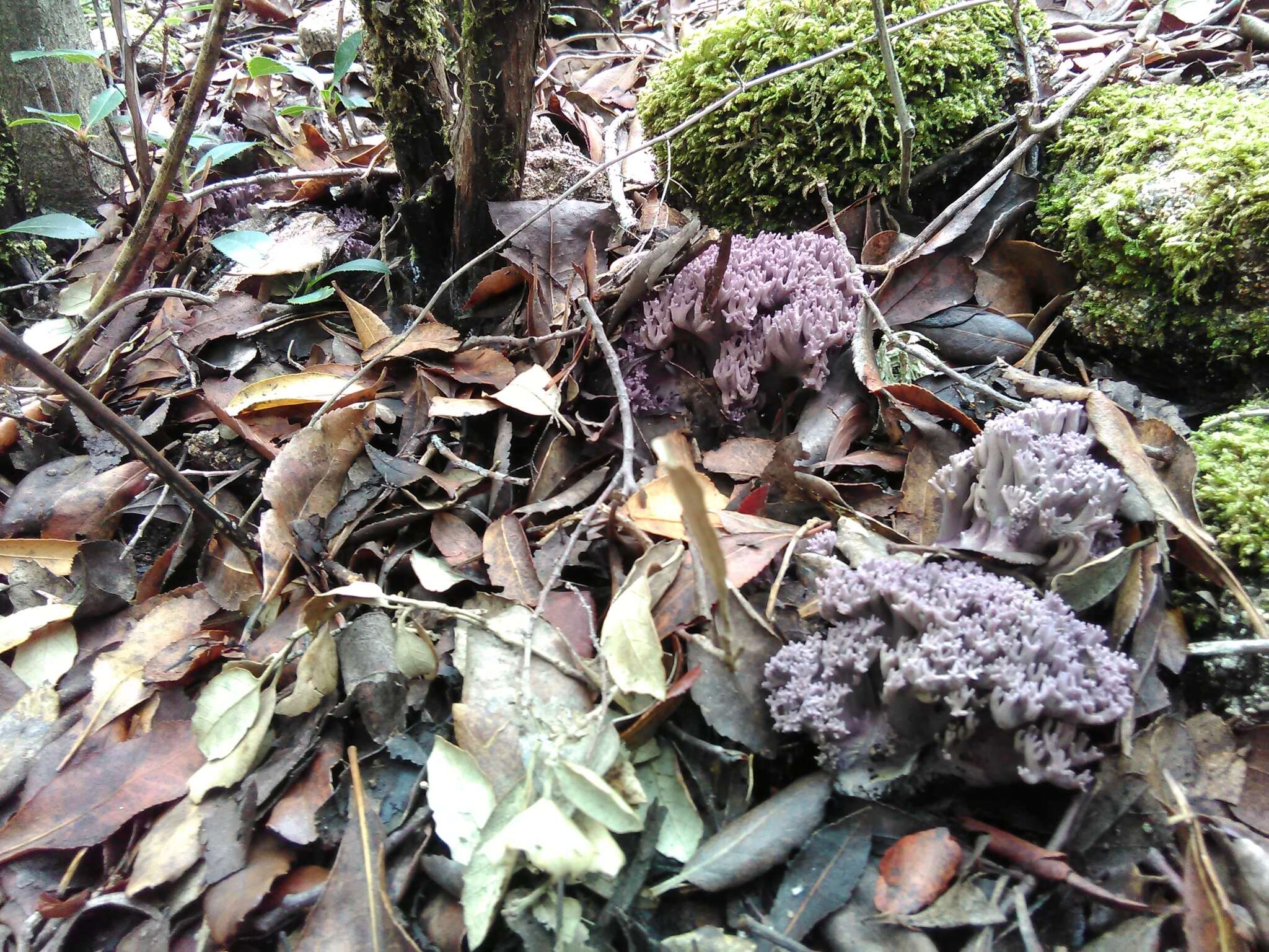 Ramaria fennica (P. Karst.) Ricken 1920的圖片