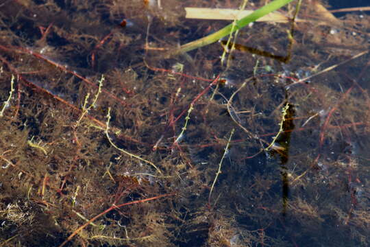 Image of Loose Water-Milfoil