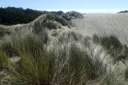 Image of European beachgrass