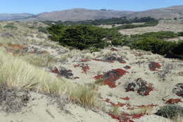 Imagem de Carpobrotus edulis (L.) N. E. Br.