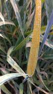 Image of Stripe rust