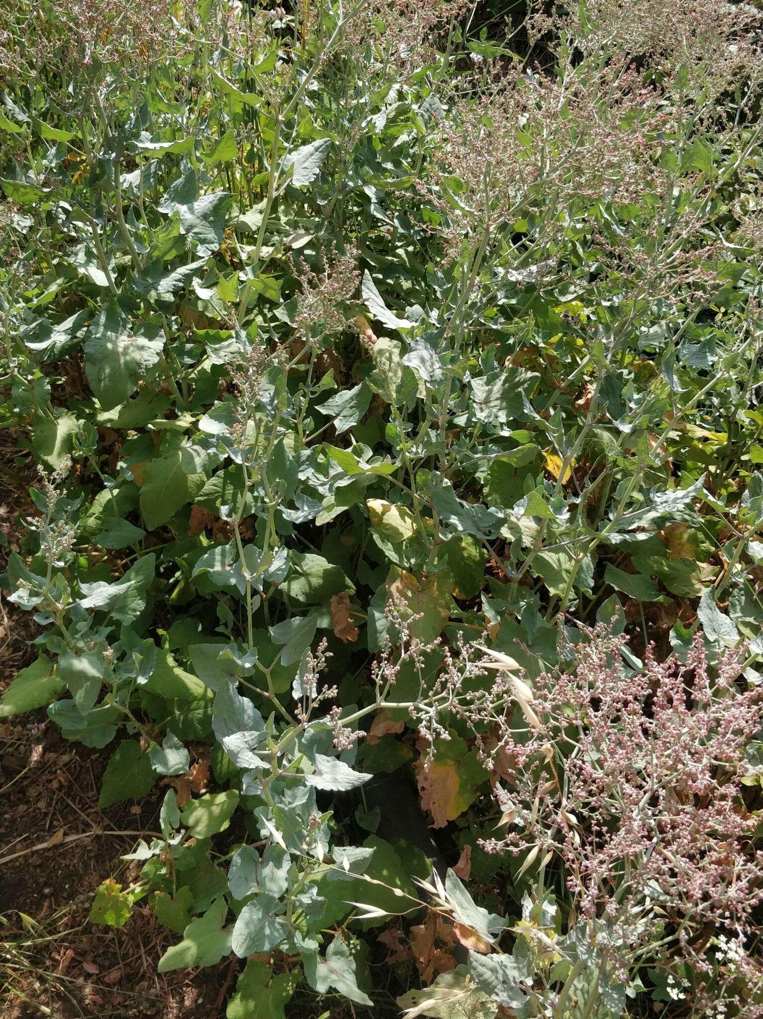 Image of Rumex maderensis Lowe