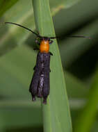 Image of Oberea affinis Harris 1841