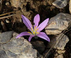 Image of Colchicum filifolium (Cambess.) Stef.