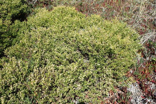 Image of Chaparral Broom