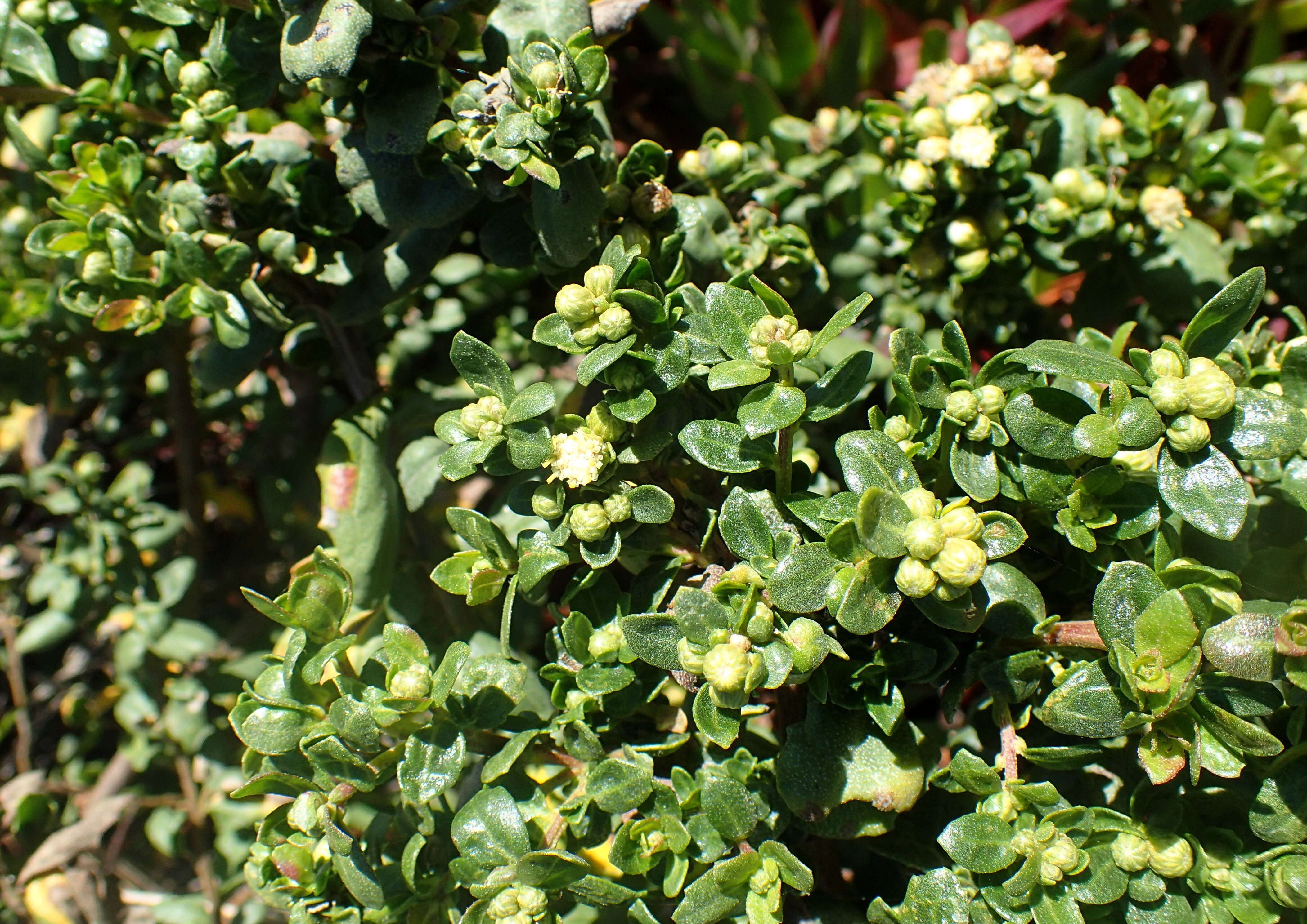 Image of Chaparral Broom