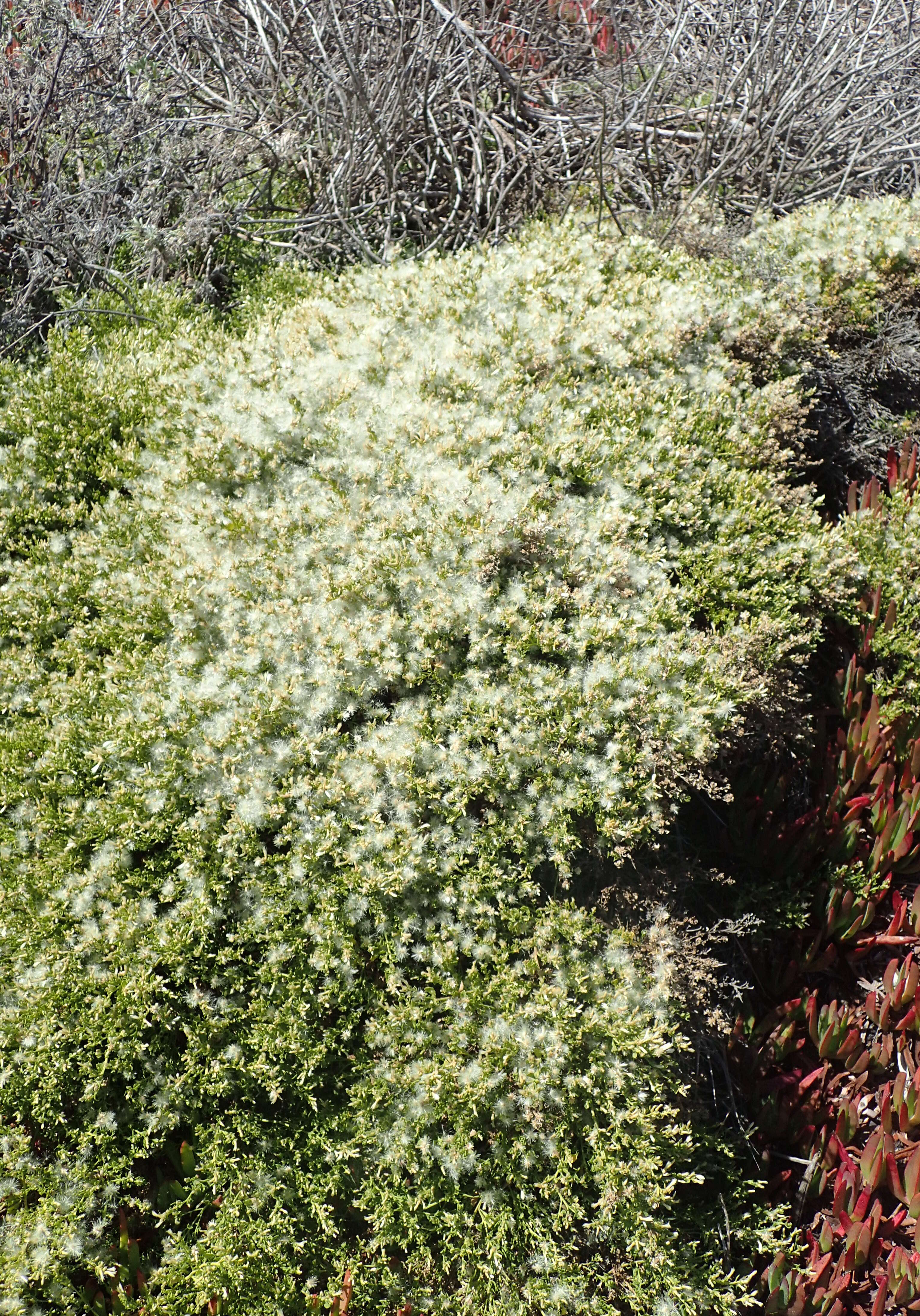 Image of Chaparral Broom