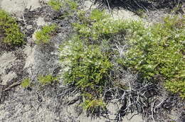 Image of Chaparral Broom