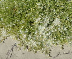 Image of Chaparral Broom