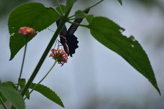 Image of Atrophaneura varuna (White 1842)