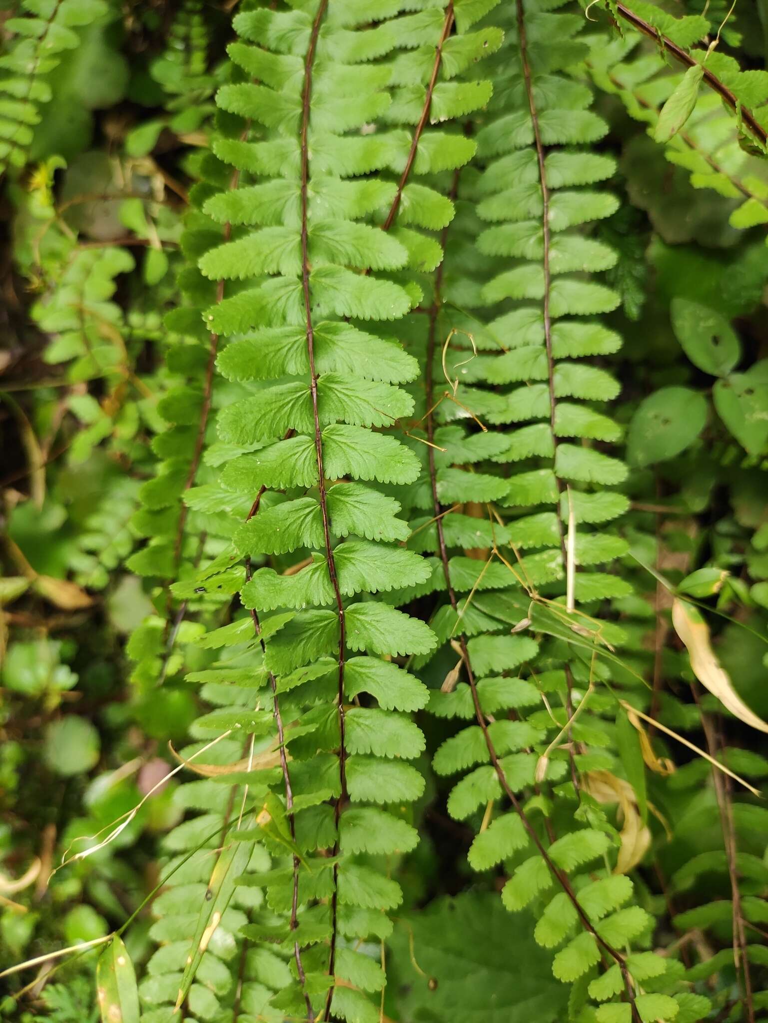 Слика од Asplenium tripteropus Nakai