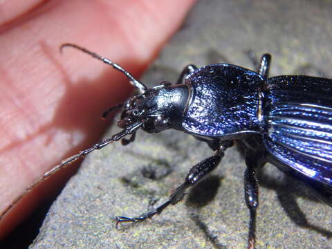 Image of Carabus (Megodontus) exaratus Quensel ex Schönherr 1806