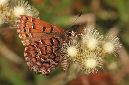 Plancia ëd Callophrys niphon