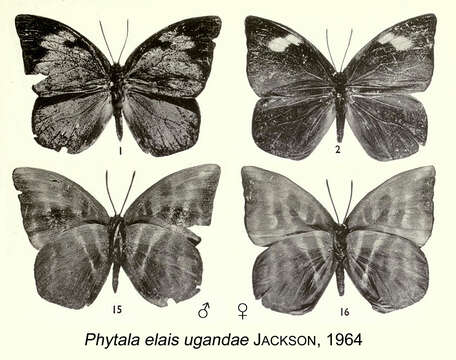 Image of Phytala