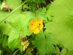 Image of tall buttercup