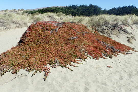 Imagem de Carpobrotus edulis (L.) N. E. Br.