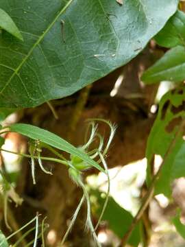 Image of Clematis formosana Kuntze