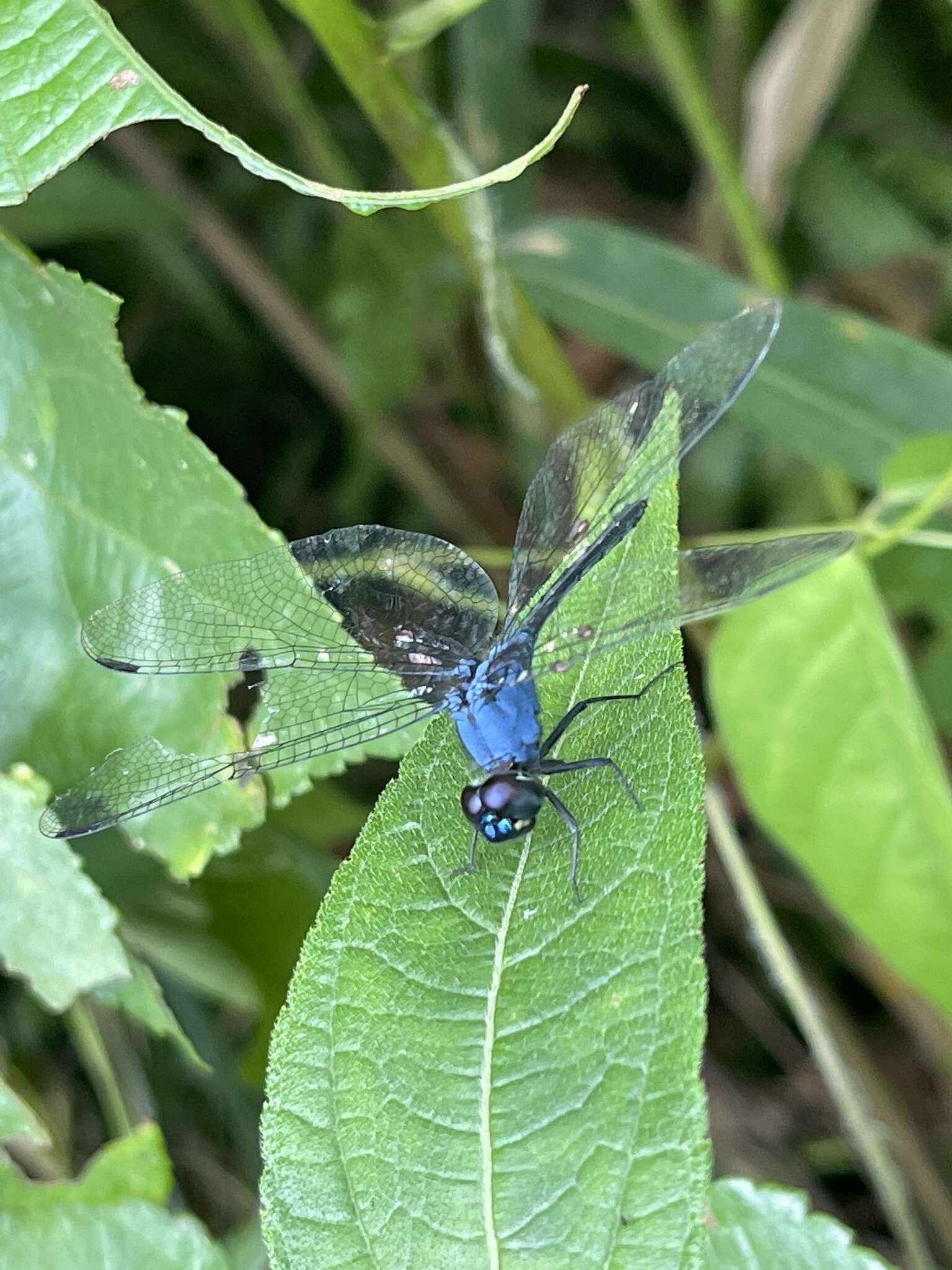 Слика од Trithemis aconita Lieftinck 1969