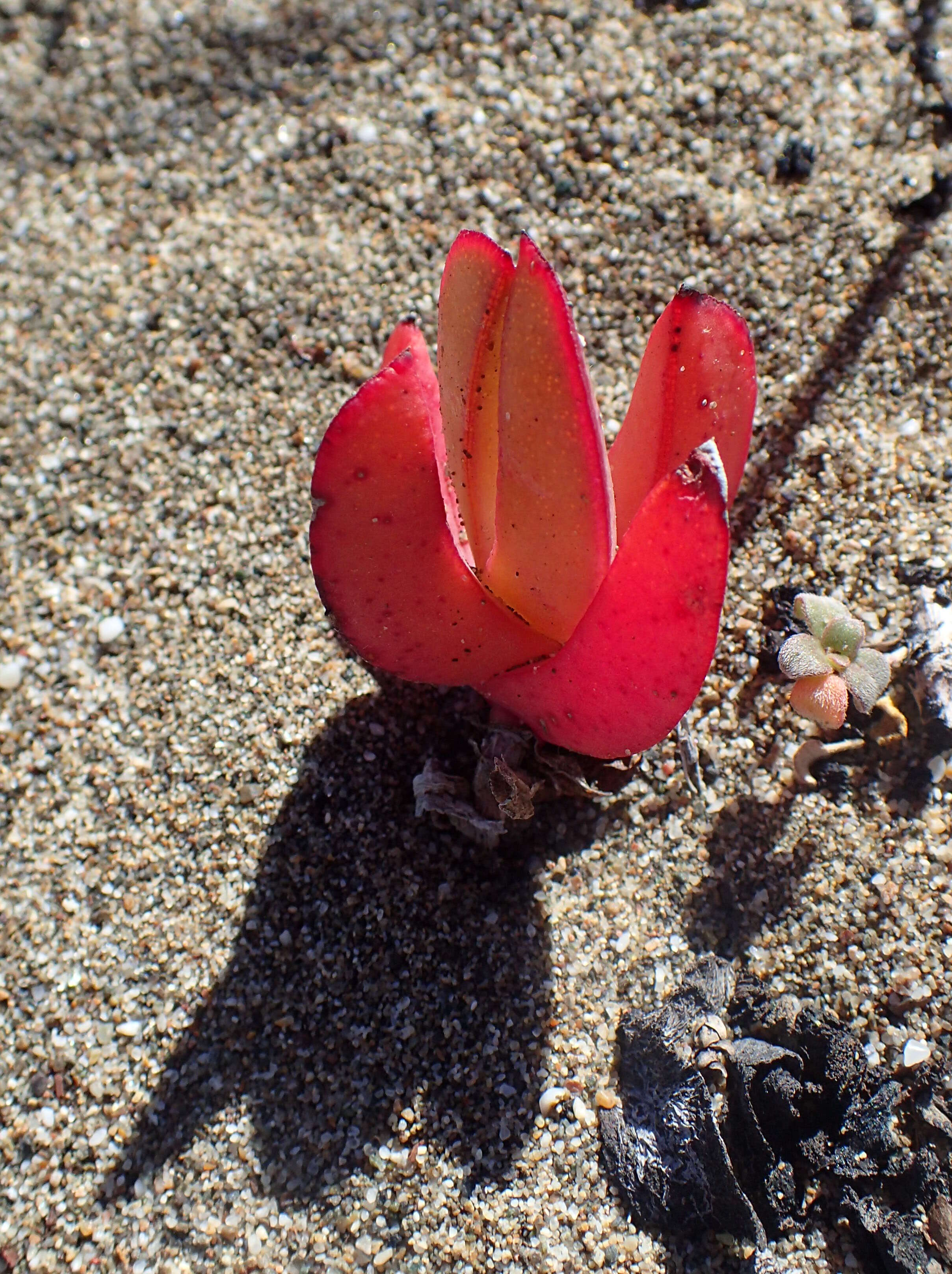 Imagem de Carpobrotus edulis (L.) N. E. Br.