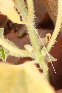 Image of Cucumis sagittatus Peyr. apud Wawra & Peyr.