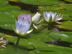 Image of Cape Blue Water-Lily