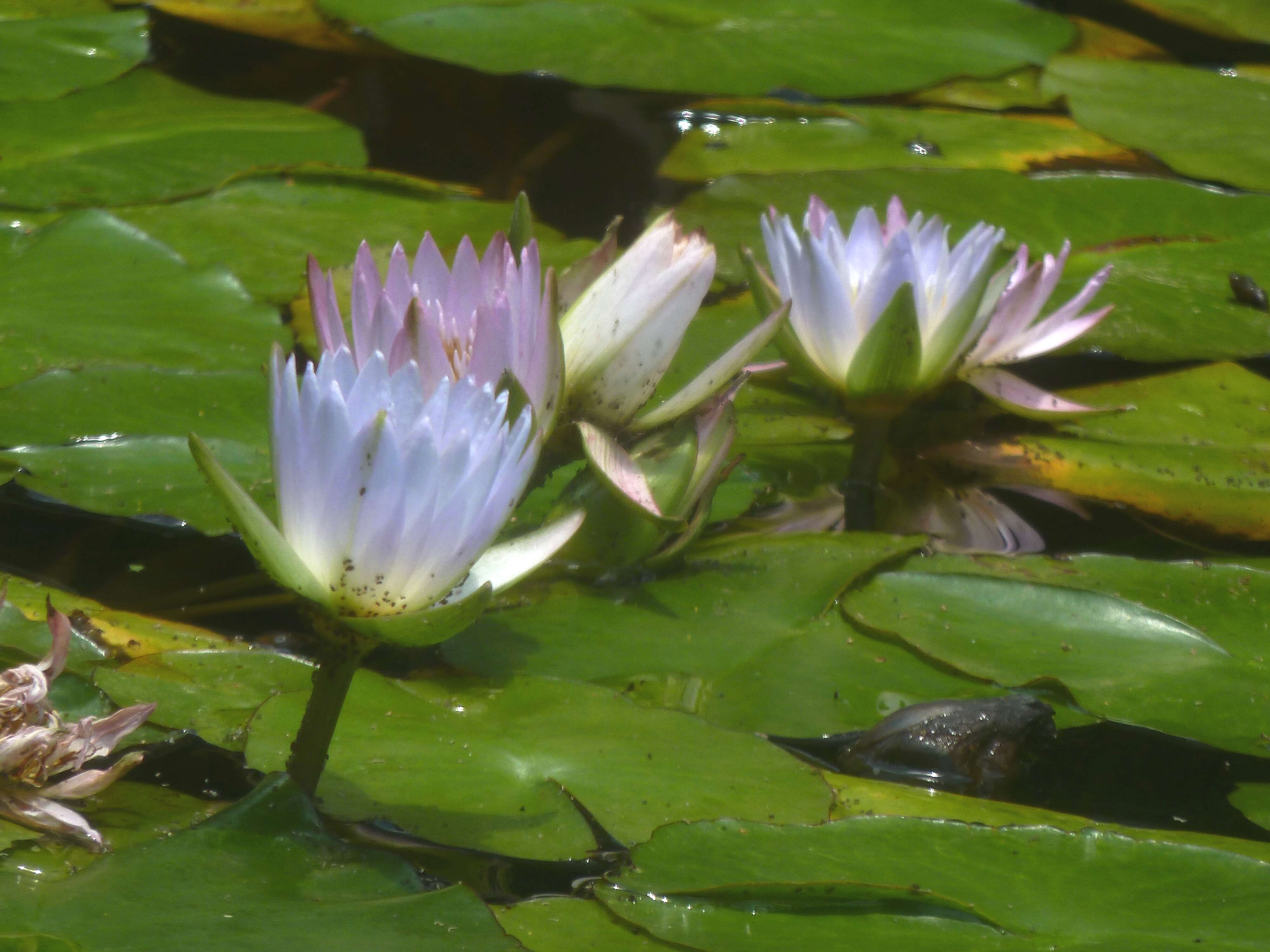 Image of Cape Blue Water-Lily