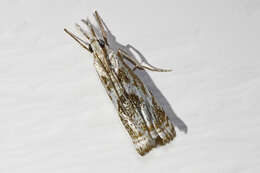 Image of Microcrambus