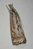 Image of Microcrambus