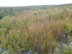 Image of Sporadanthus traversii (F. Muell.) Buchanan