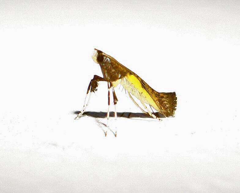 Image of Azalea leafminer